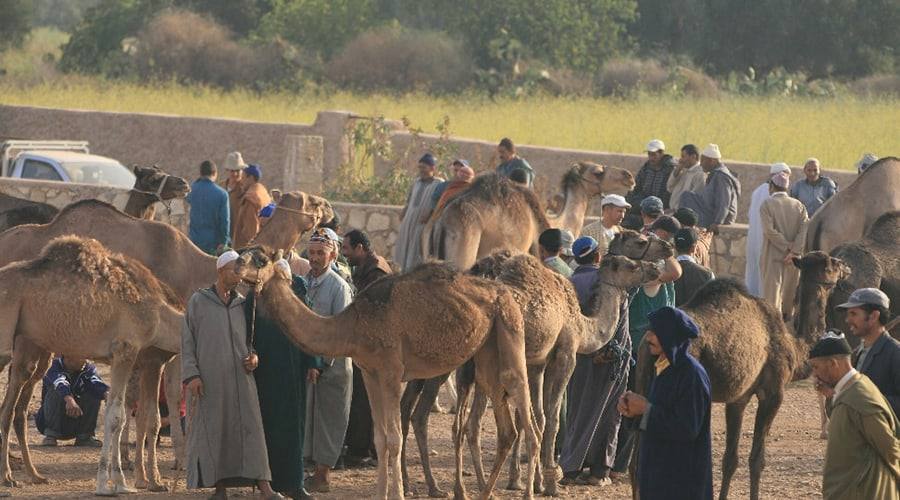 souk Larbaa Ida Ou Gourd